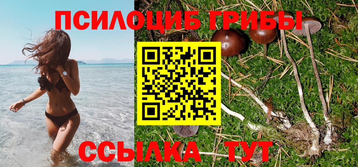 Шатура  Псилоцибиновые грибы MAGIC MUSHROOMS  закладка  Вход с VPN 